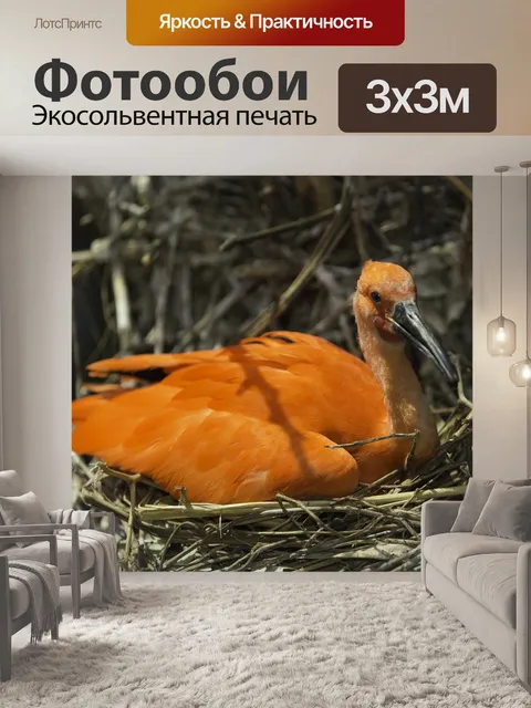 Фотообои Алый ибис