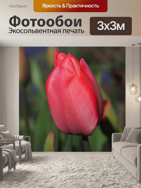 Фотообои Тюльпан