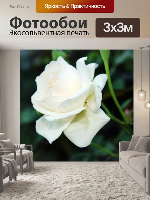 Фотообои Чистота белых роз