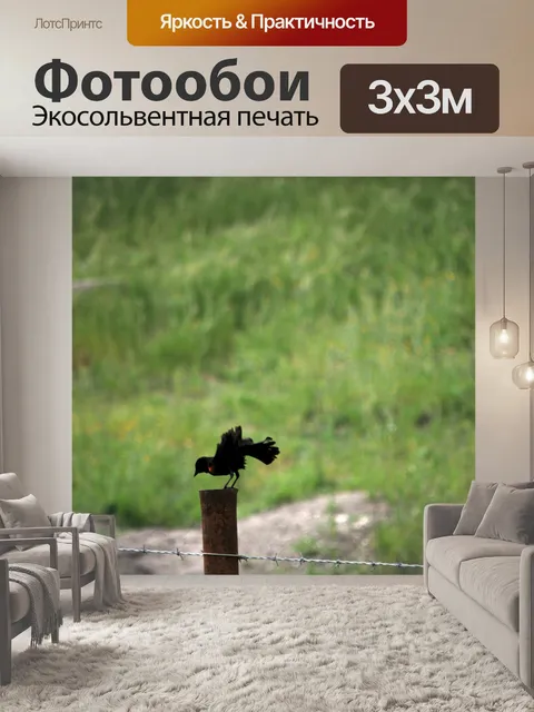 Фотообои Красная крылатая черная птица