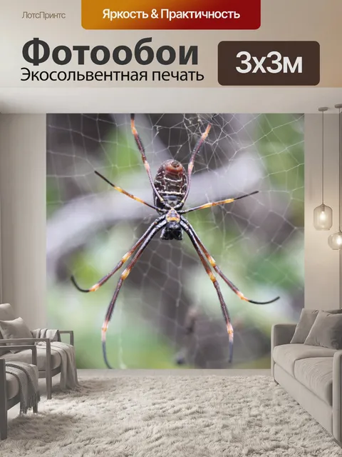 Фотообои Паук