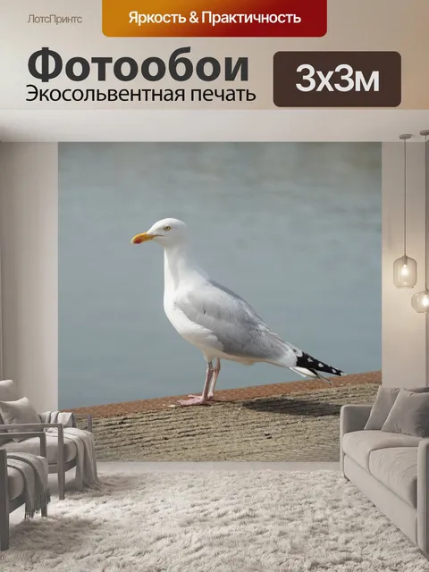 Фотообои Молодая чайка