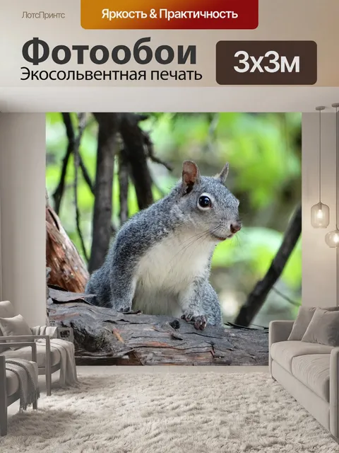 Фотообои Белка