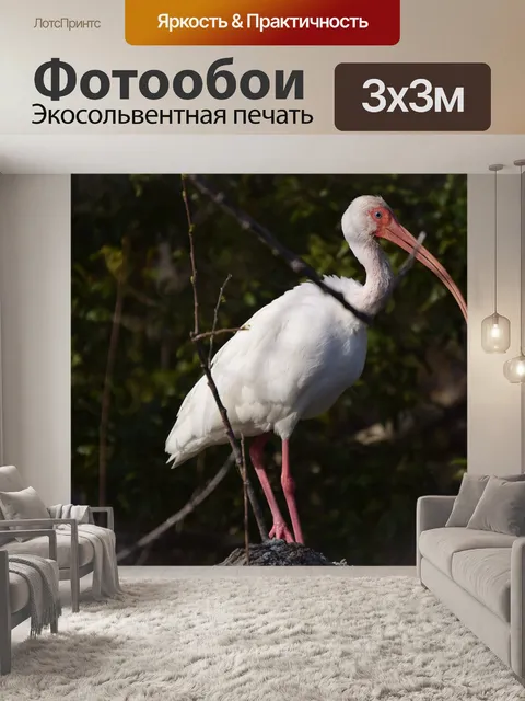 Фотообои Ибис