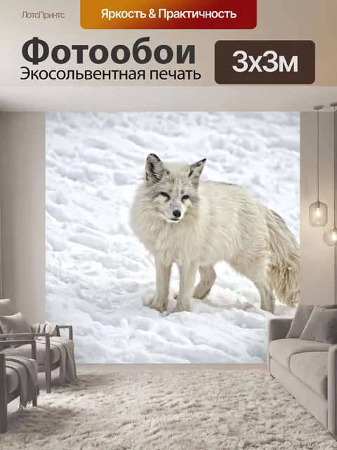 Фотообои Песец