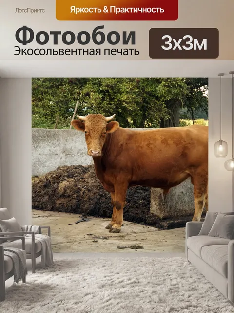 Фотообои Бык крупного рогатого скота