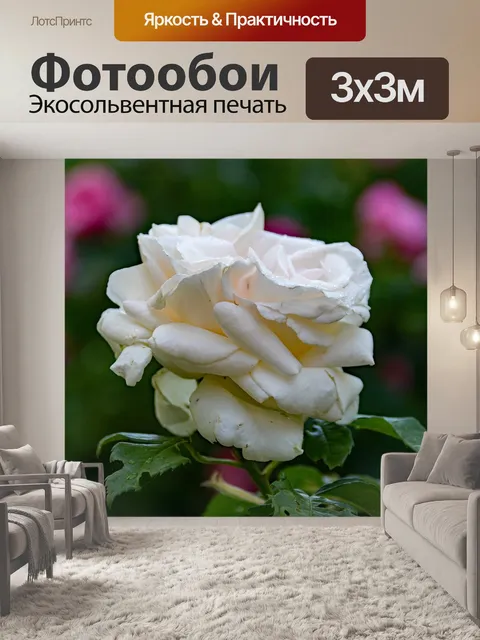 Фотообои Роза