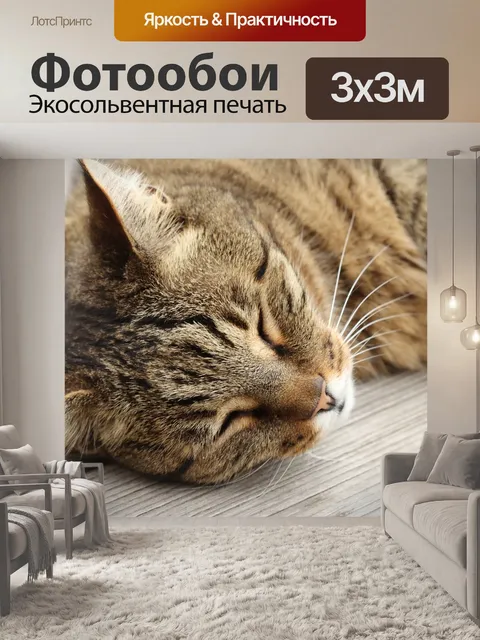 Фотообои Кот