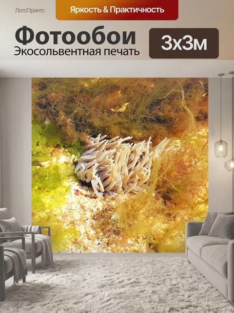 Фотообои Бусинка анемона