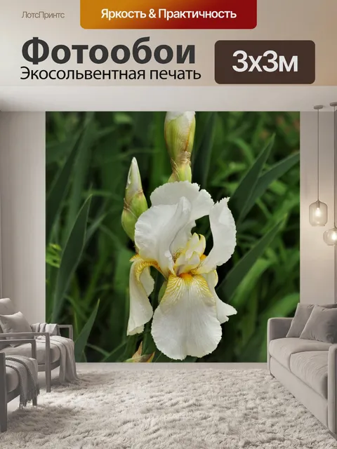 Фотообои Белый цветок ириса и бутоны
