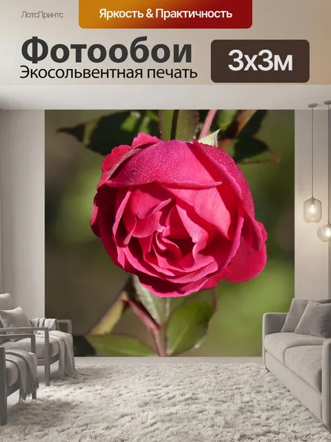 Фотообои Роза