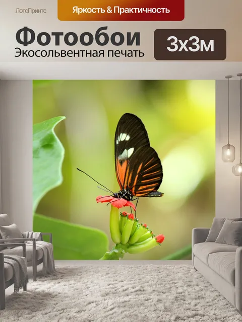 Фотообои Оранжевый черная бабочка