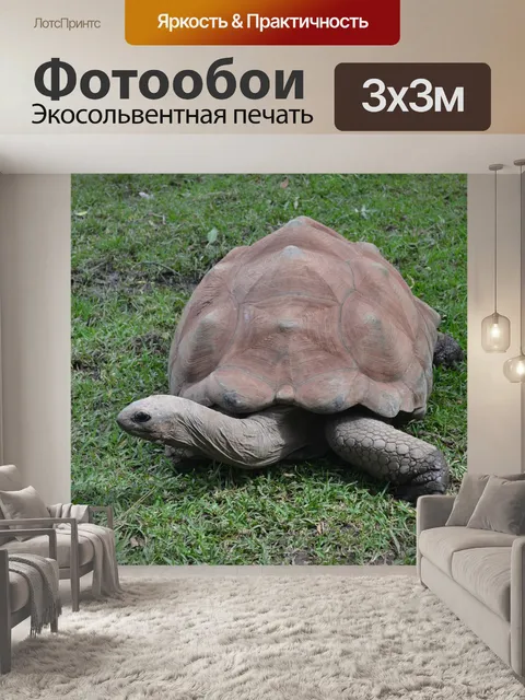 Фотообои Галапагосская черепаха