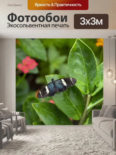 Фотообои черно-белая мормонская бабочка