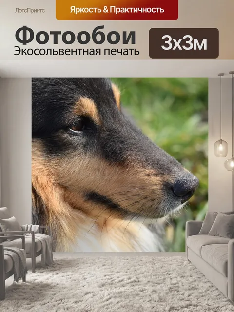 Фотообои Собака