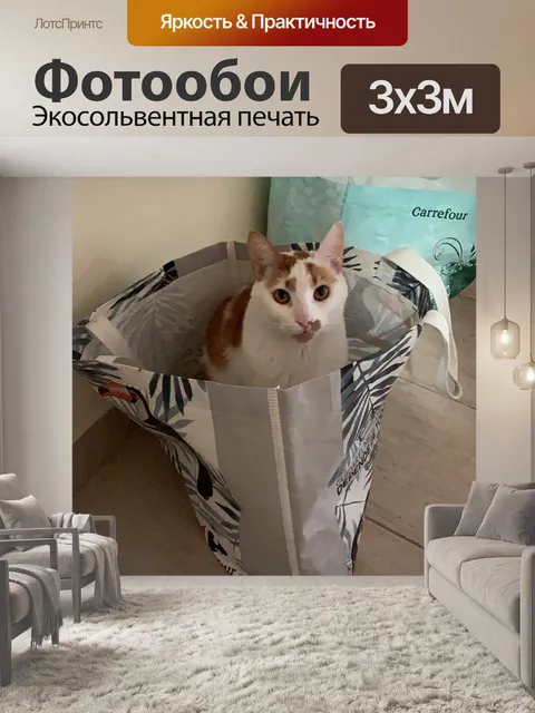 Фотообои Кот
