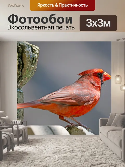 Фотообои Кардинал