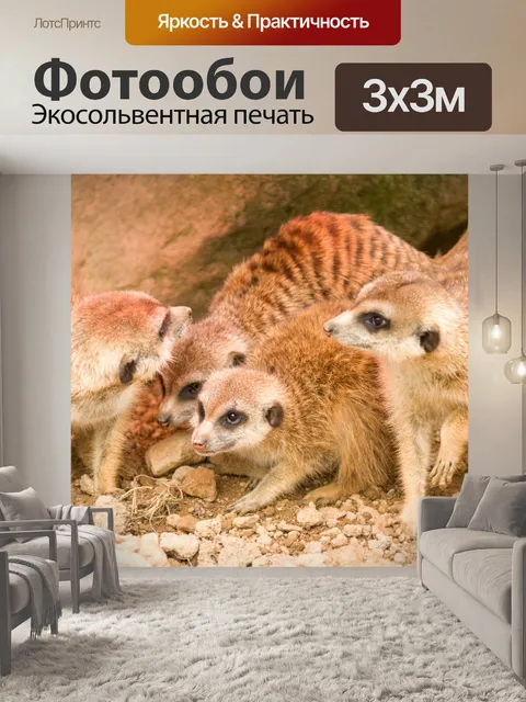 Фотообои Сурикаты