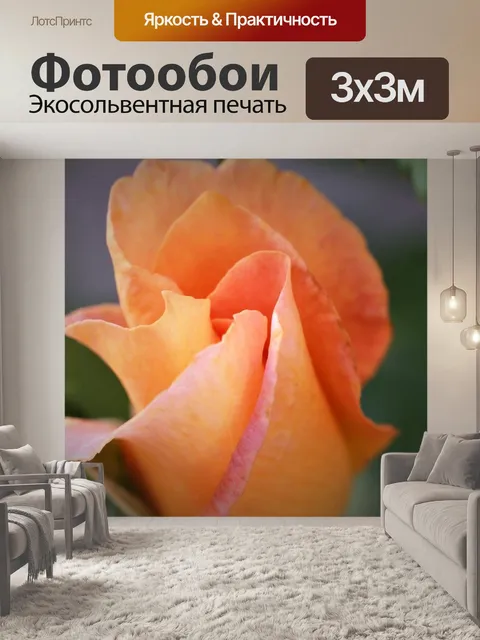 Фотообои Золотая медаль роза