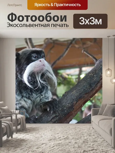 Фотообои Императорская обезьяна с усами