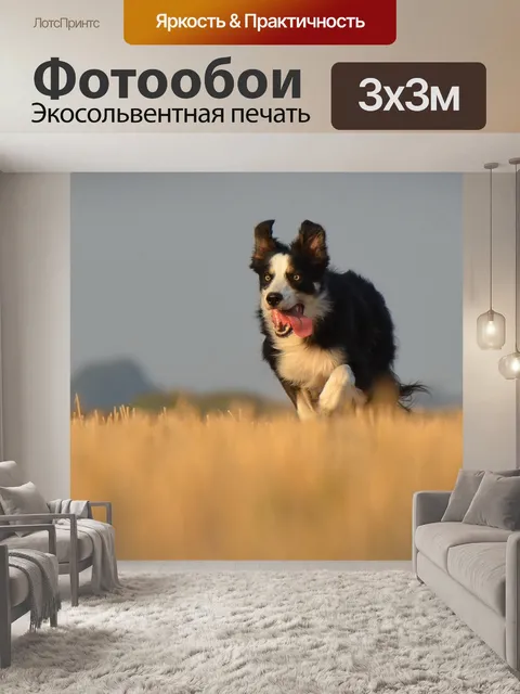 Фотообои Бордер-колли