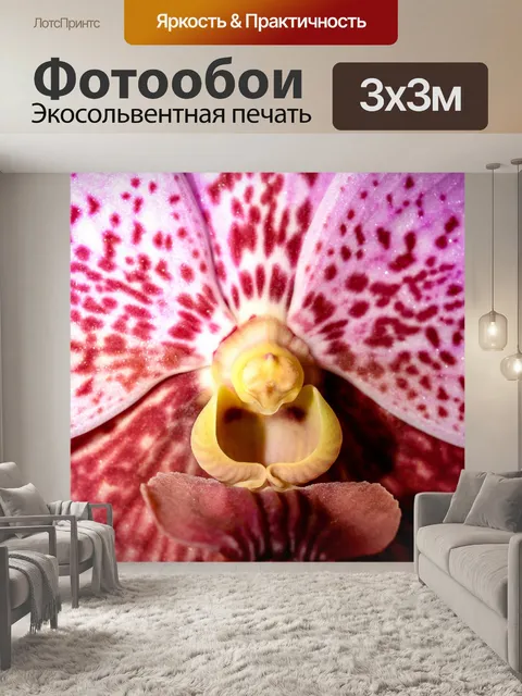 Фотообои Цветок орхидеи