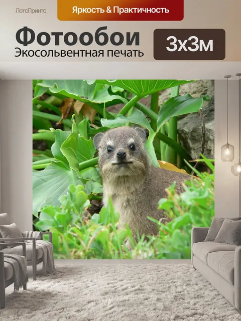 Фотообои Скальный даман