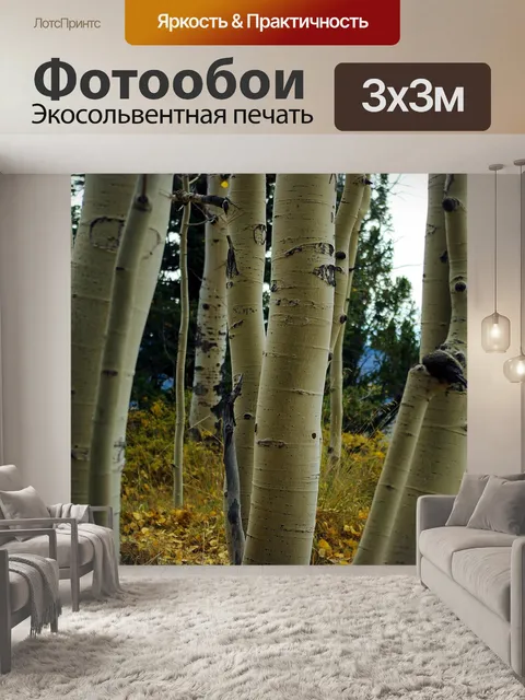 Фотообои Белой корой осины