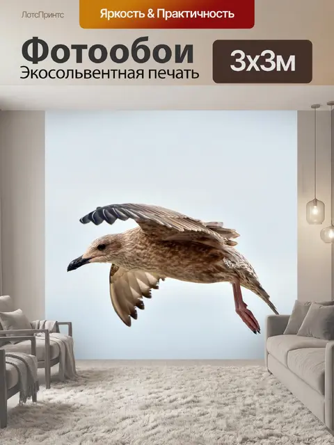 Фотообои Летающая чайка