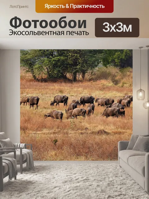 Фотообои Буйволы