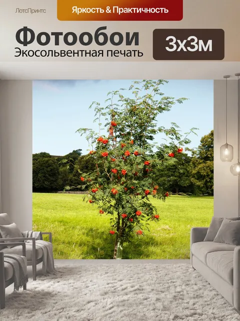 Фотообои Рябины с красными ягодами