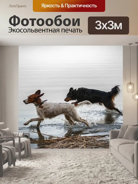 Фотообои Ирландский сеттер