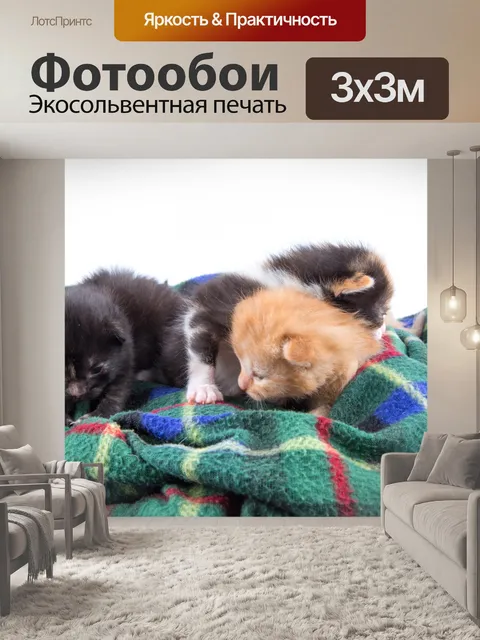 Фотообои Красивая кошка