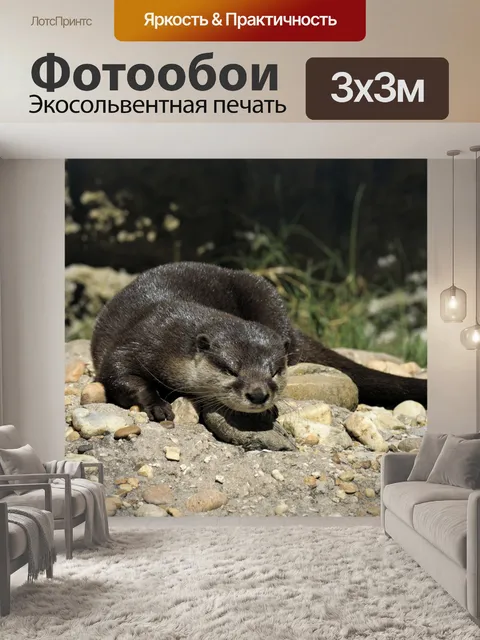 Фотообои Морская выдра