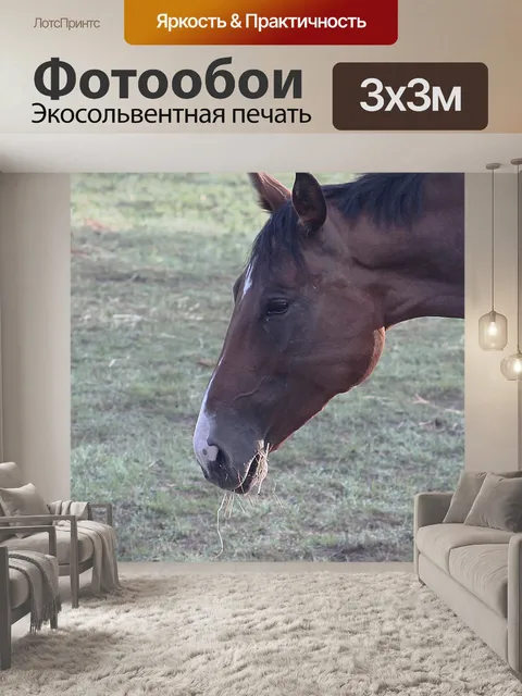 Фотообои Лошадь