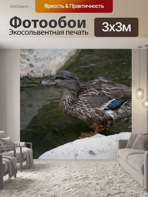 Фотообои Малдарская утка
