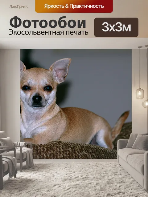 Фотообои Симпатичные чихуахуа Щенок