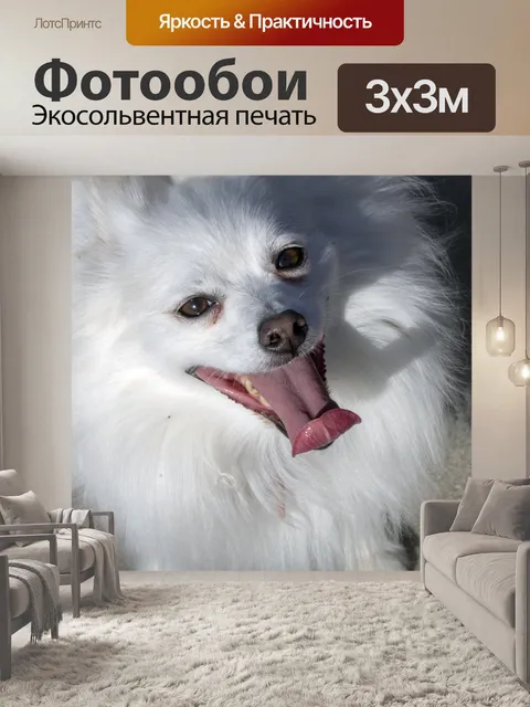 Фотообои Поморская собака