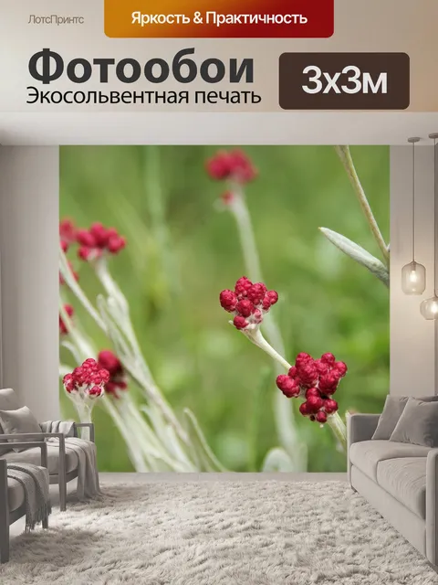 Фотообои Полевые цветы Израиля