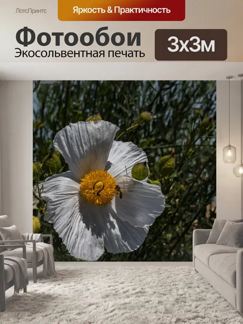 Фотообои Калифорнийское дерево мака