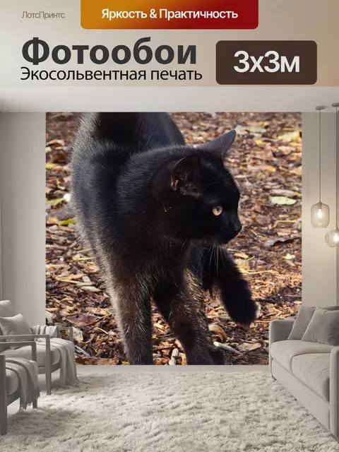 Фотообои Черный кот хэллоуин
