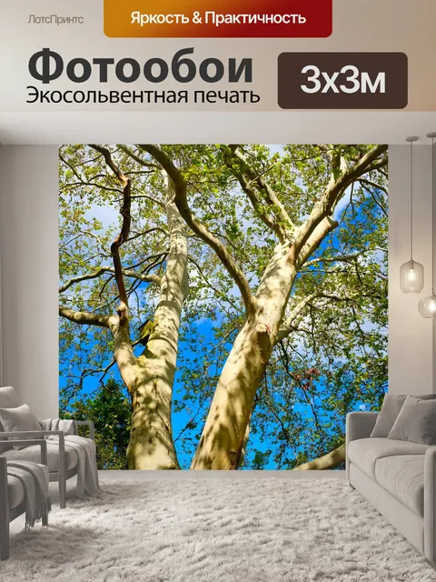 Фотообои Береза