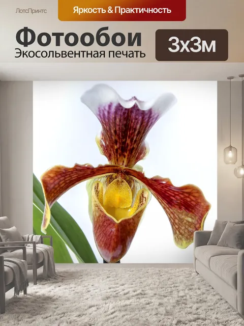 Фотообои Женская обувь