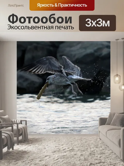 Фотообои Чайка