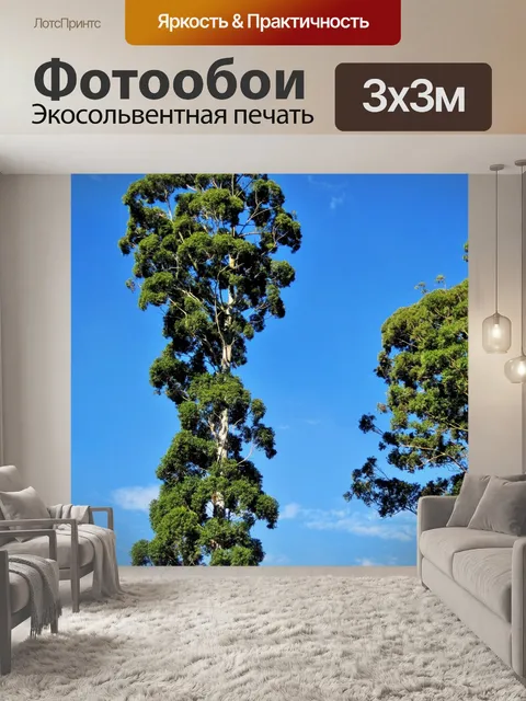 Фотообои очень высокий эвкалипт