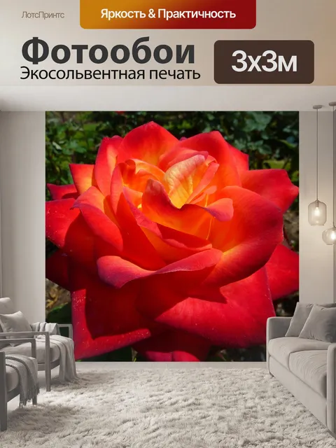 Фотообои Роза
