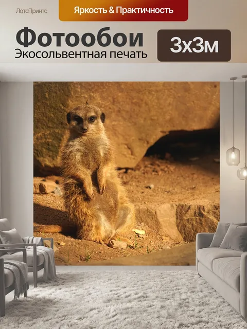 Фотообои Сурикат