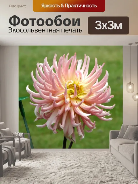 Фотообои Персик и желтый цветок георгин
