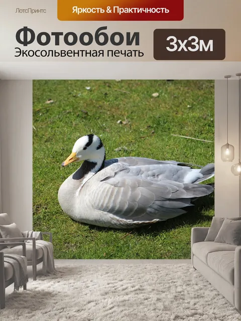 Фотообои Птица