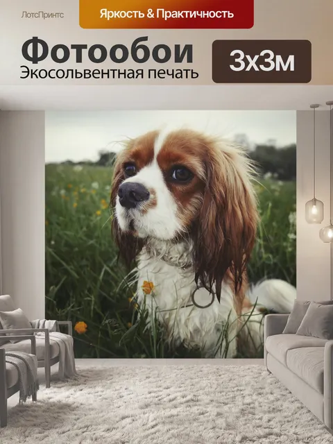 Фотообои Кавалер кинг чарльз спаниель